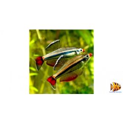 Trópusi hatos vegyes eleség 100 g (Sextet)