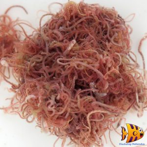 Tubifex 100g