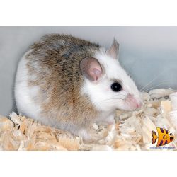 Sokcsecsű egér 10/cs 80+ g/db